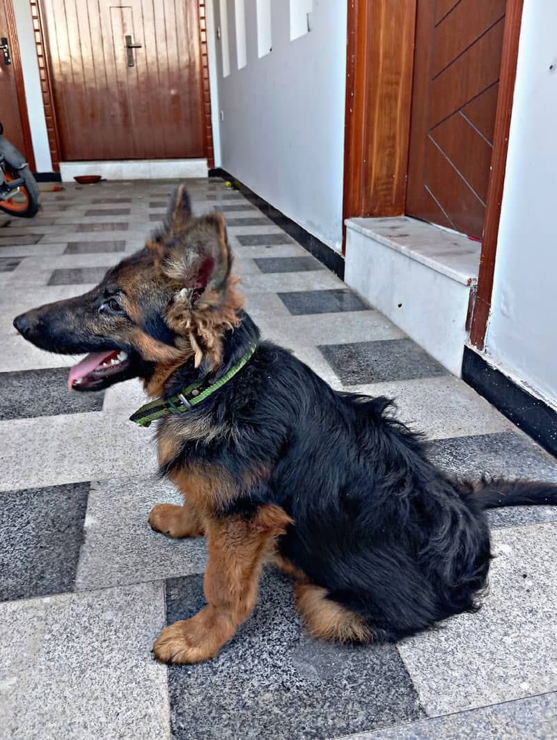 German Shepherd Long coat for sale 1