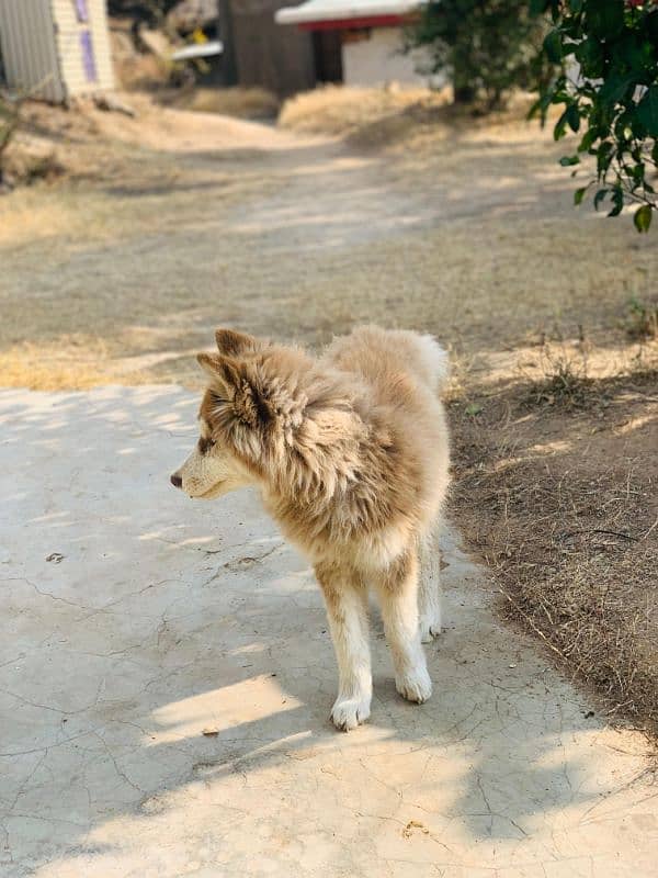 Siberian husky 0