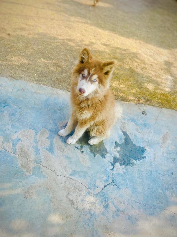 Siberian husky 1