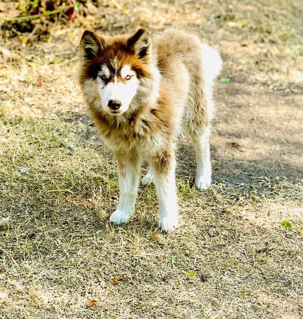 Siberian husky 3