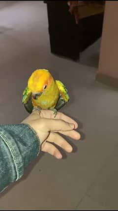 sun conure tamed bird fly tame