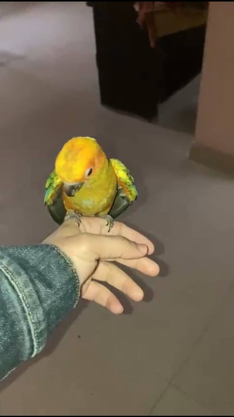 sun conure tamed bird fly tame 0