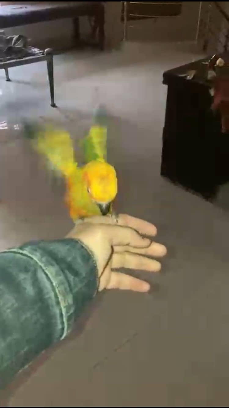 sun conure tamed bird fly tame 1