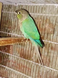 Blue turquoise conure with out DNA Make nail tail fly all ok