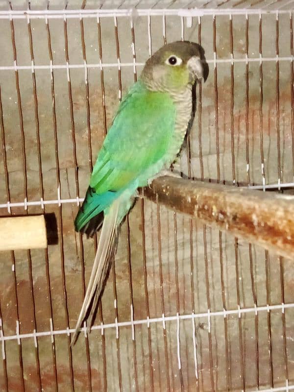 Blue turquoise conure with out DNA Make nail tail fly all ok 1