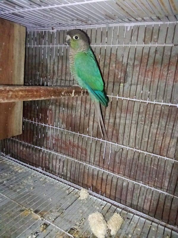 Blue turquoise conure with out DNA Make nail tail fly all ok 2