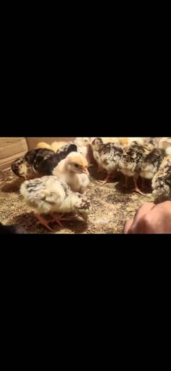turkey chicks and breeder turkey