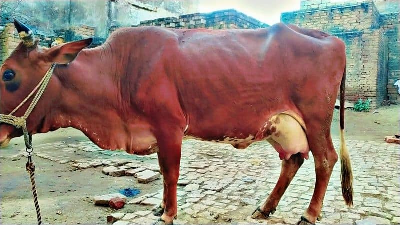 cow for sale 1