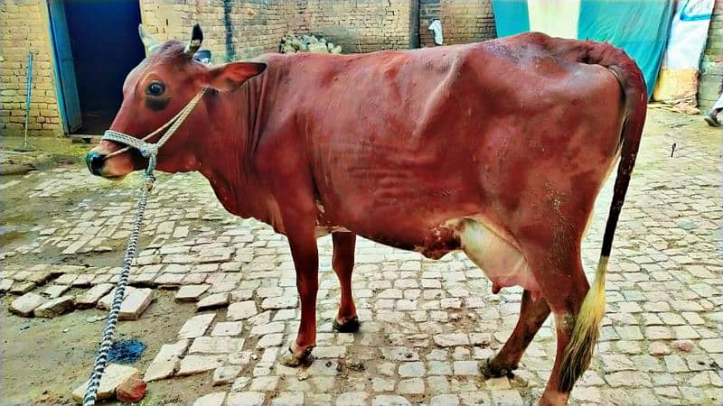 cow for sale 3