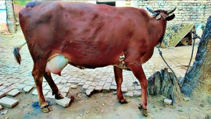 cow for sale 4