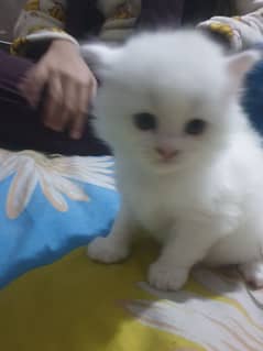 Adopt Persian Male/Female Kittens Tripple Coat Vaccinated 03254240227