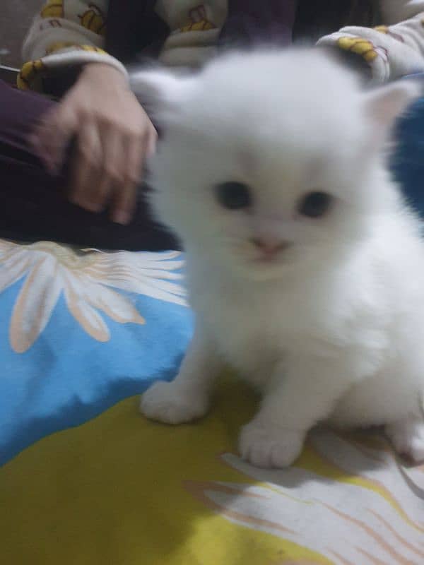 Adopt Persian Male/Female Kittens Tripple Coat Vaccinated 03332540881 0