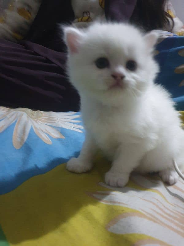 Adopt Persian Male/Female Kittens Tripple Coat Vaccinated 03332540881 1