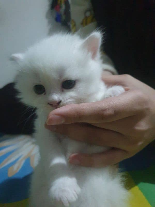 Adopt Persian Male/Female Kittens Tripple Coat Vaccinated 03332540881 2