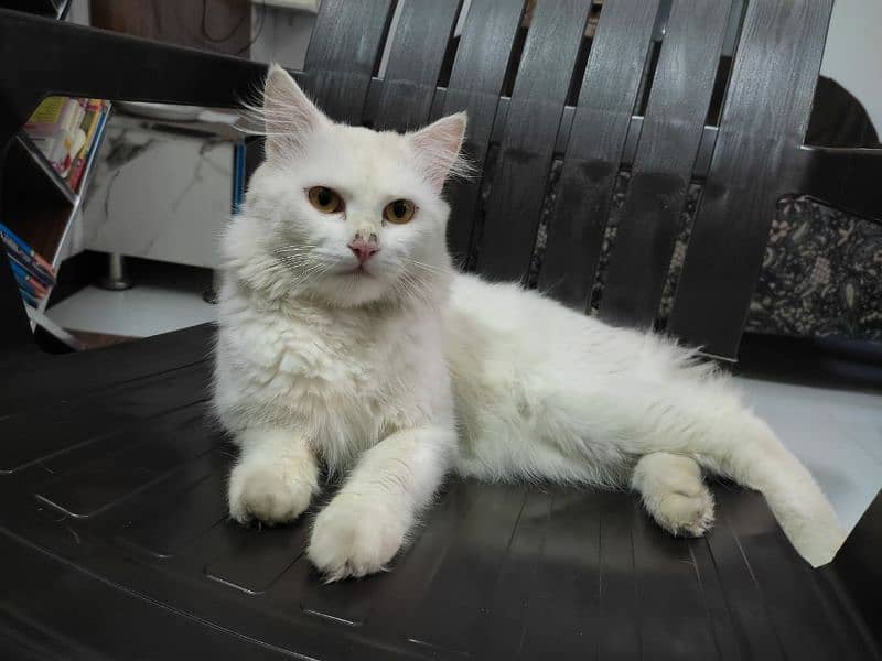 Adopt Persian Male/Female Kittens Tripple Coat Vaccinated 03332540881 3