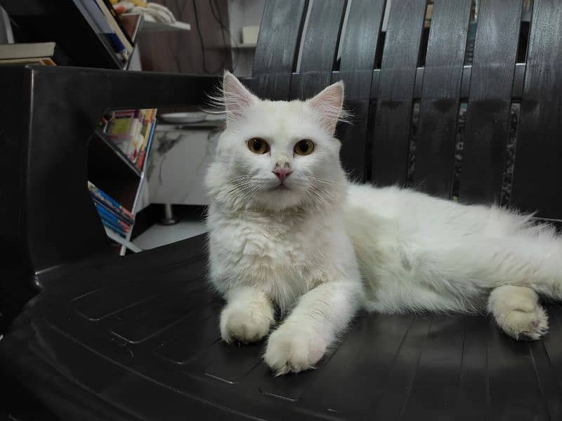 Adopt Persian Male/Female Kittens Tripple Coat Vaccinated 03332540881 6