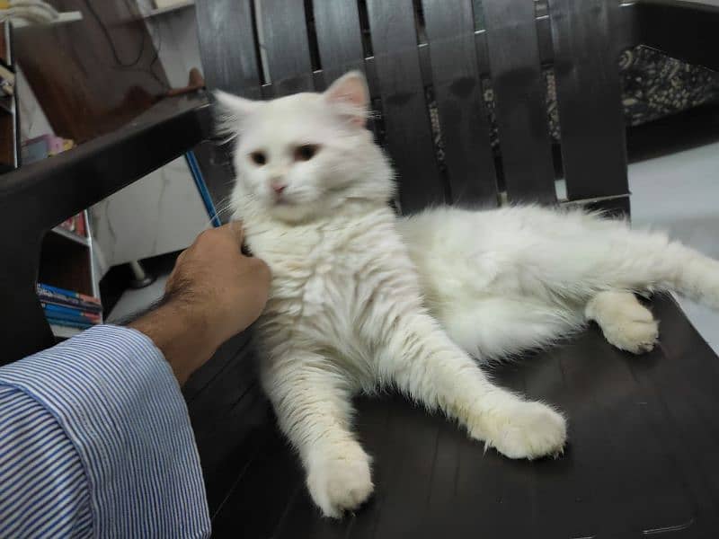 Adopt Persian Male/Female Kittens Tripple Coat Vaccinated 03332540881 8