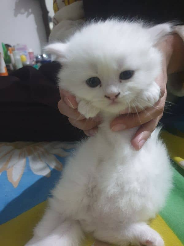 Adopt Persian Male/Female Kittens Tripple Coat Vaccinated 03332540881 10