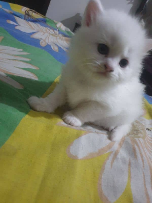 Adopt Persian Male/Female Kittens Tripple Coat Vaccinated 03332540881 11