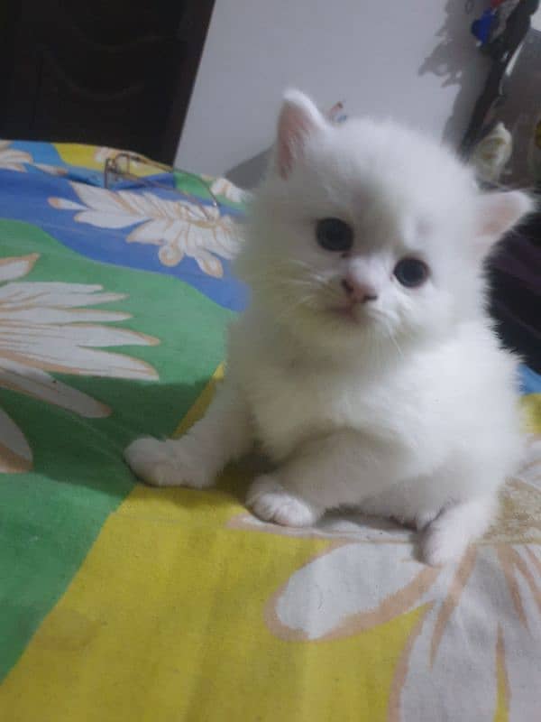 Adopt Persian Male/Female Kittens Tripple Coat Vaccinated 03332540881 12