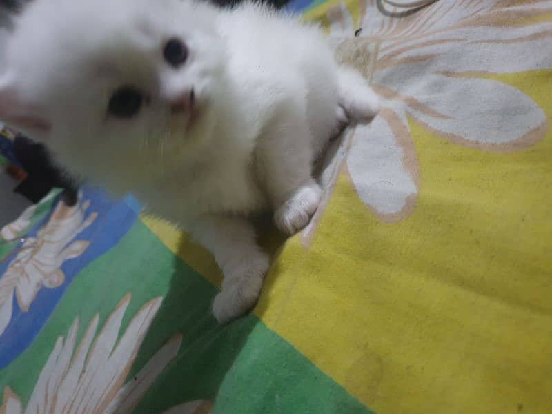 Adopt Persian Male/Female Kittens Tripple Coat Vaccinated 03332540881 13