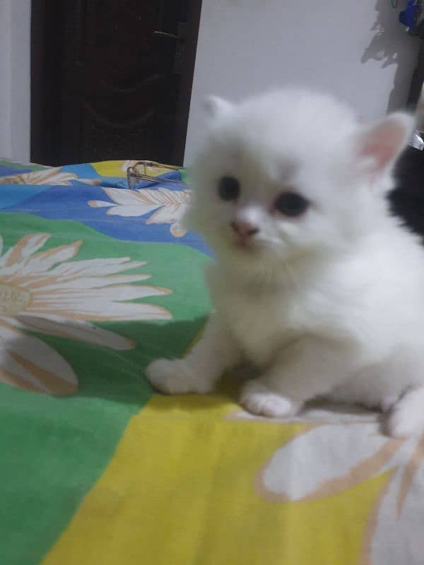 Adopt Persian Male/Female Kittens Tripple Coat Vaccinated 03332540881 14