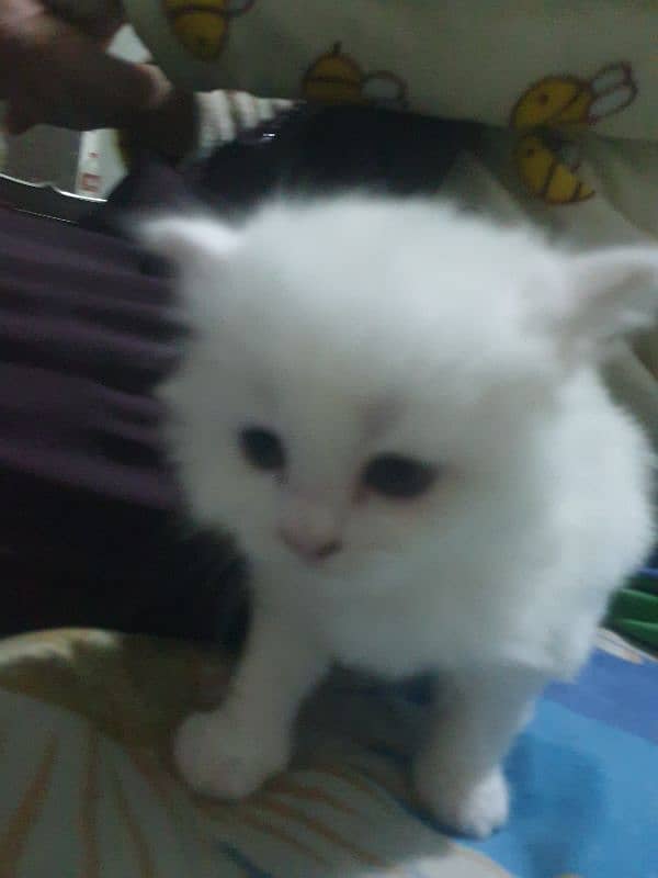 Adopt Persian Male/Female Kittens Tripple Coat Vaccinated 03332540881 15