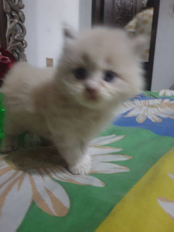 Adopt Persian Male/Female Kittens Tripple Coat Vaccinated 03332540881 18