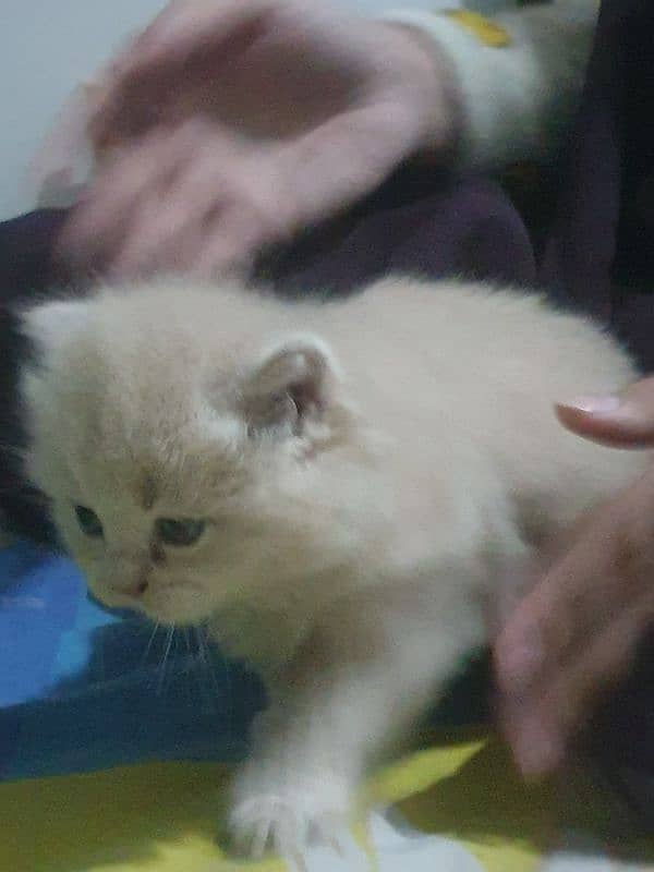 Adopt Persian Male/Female Kittens Tripple Coat Vaccinated 03332540881 19