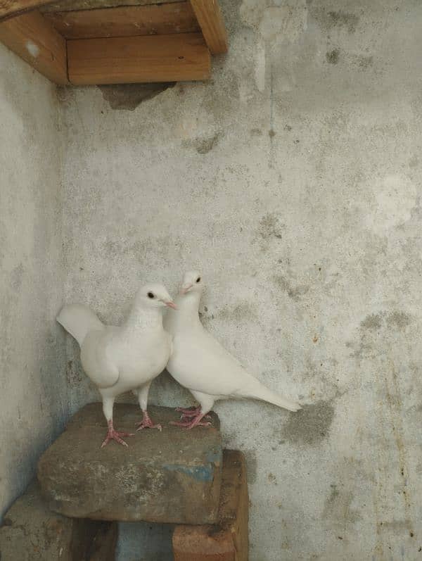 white qasid pigeon 0