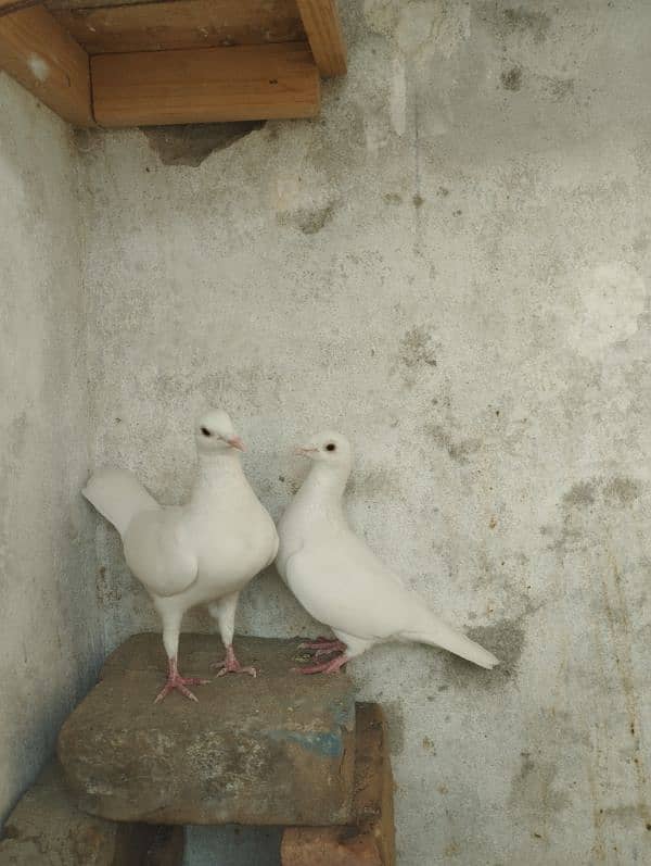 white qasid pigeon 1