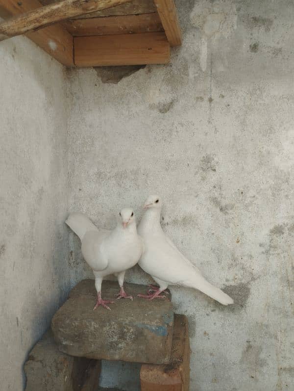 white qasid pigeon 2