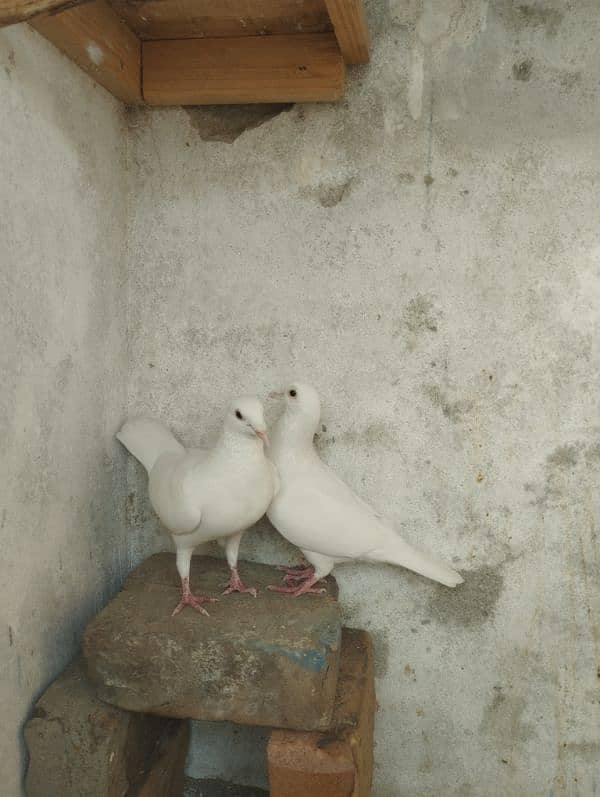 white qasid pigeon 3