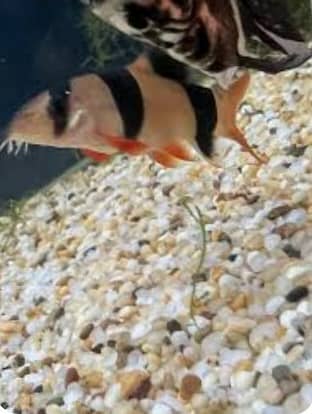 EXOTIC FISHES AVAIL!(EXCHANGE POSSIBLE) 4