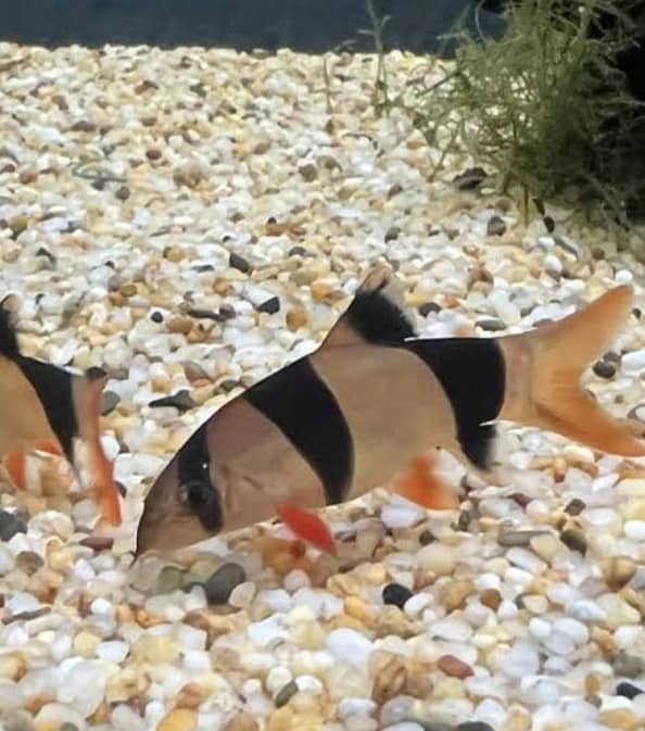 EXOTIC FISHES AVAIL!(EXCHANGE POSSIBLE) 5