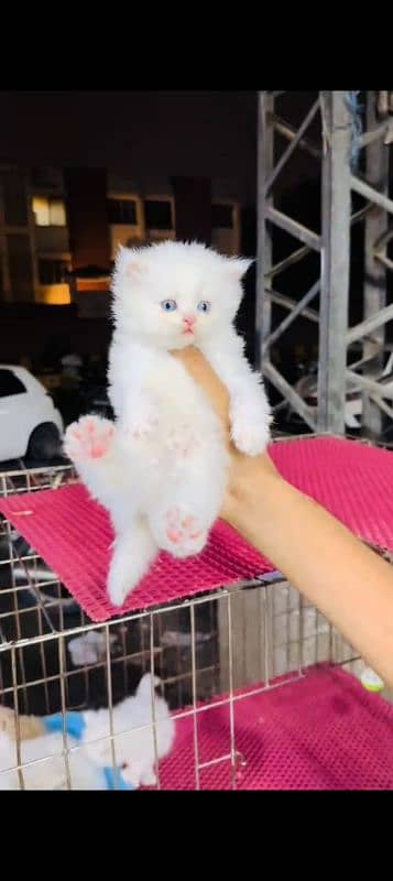 persian cat for sale 2 month age 0