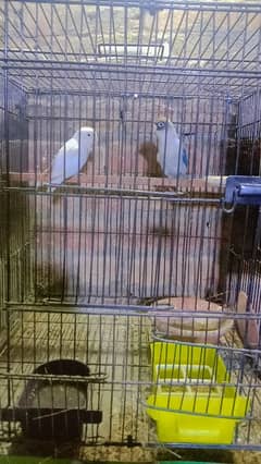 love birds breeder pair