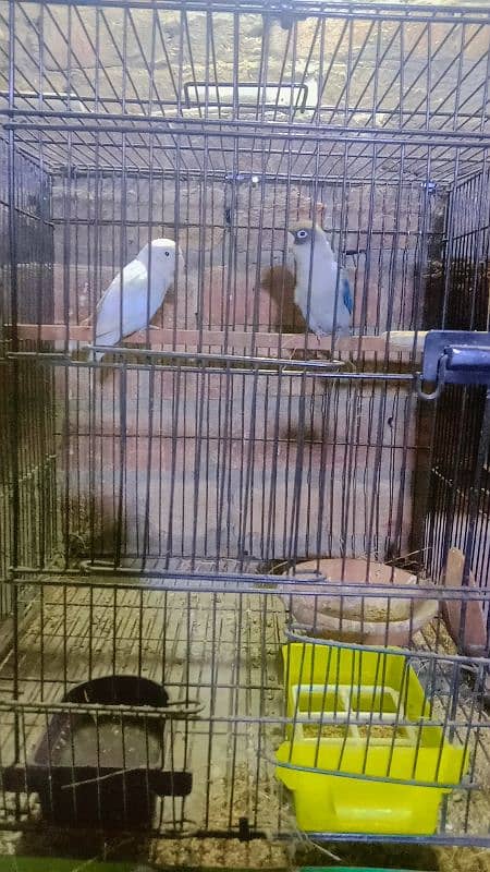 love birds breeder pair 0