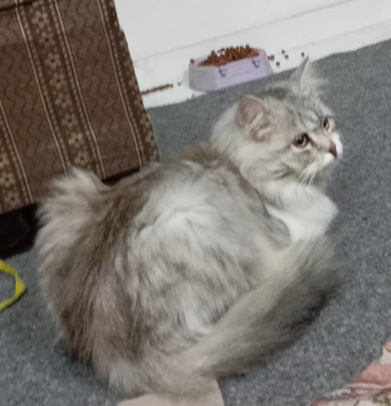 Persian cat Triple clotted 2