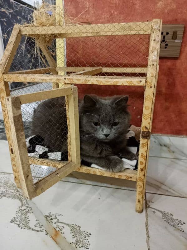 persian cat for sale 0