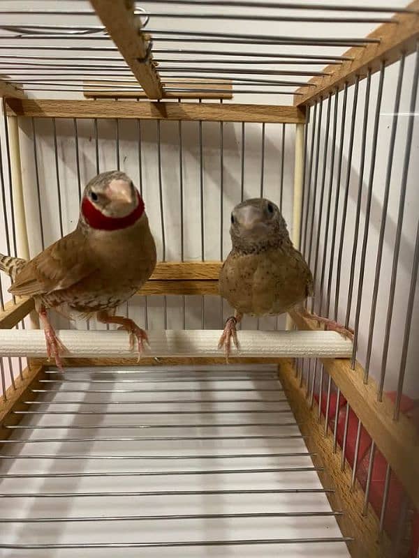 Goldian n all mutation finches available 0