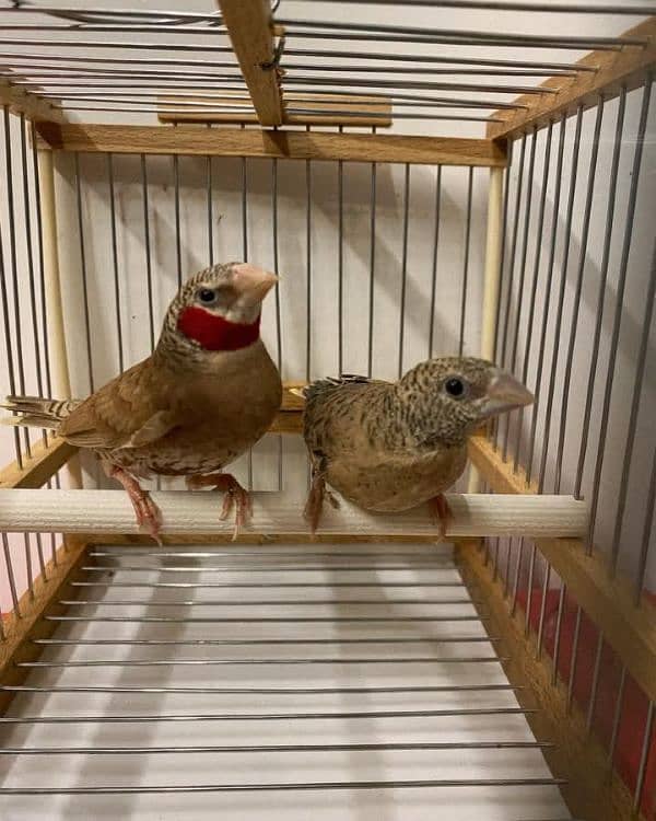 Goldian n all mutation finches available 1