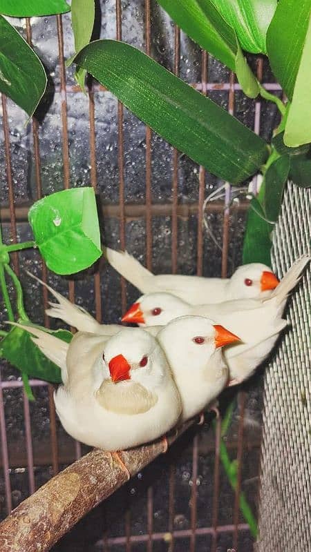 Goldian n all mutation finches available 2