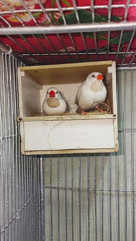 Goldian n all mutation finches available 3