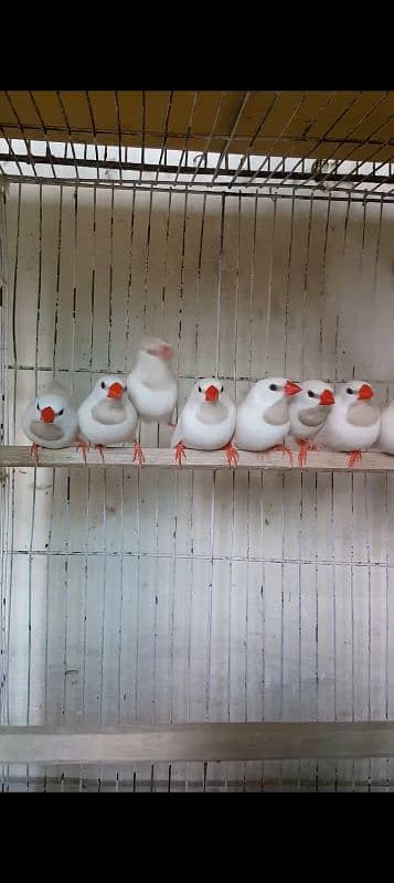 Goldian n all mutation finches available 4