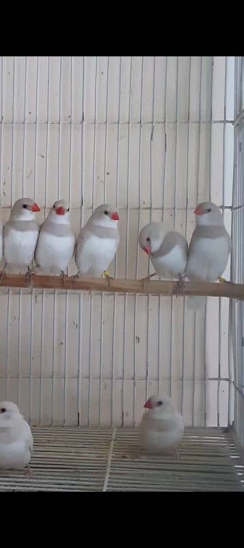 Goldian n all mutation finches available 5