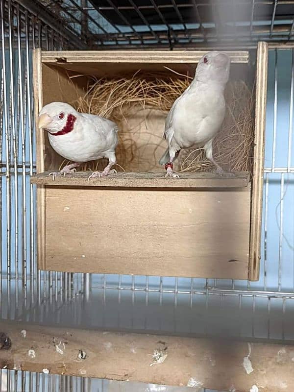 Goldian n all mutation finches available 7