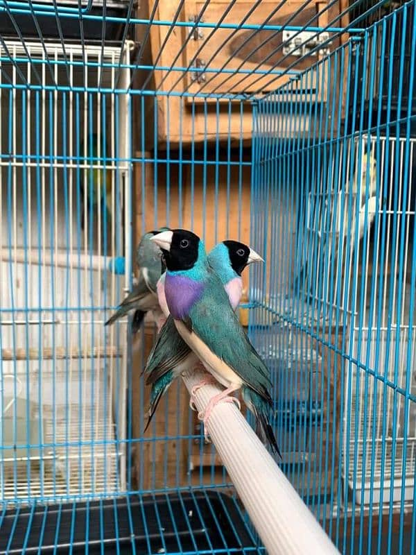 Goldian n all mutation finches available 9