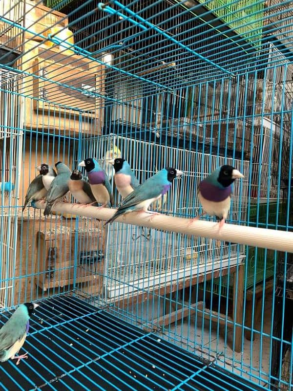 Goldian n all mutation finches available 10