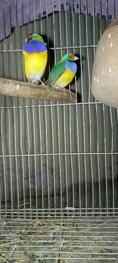 lady gouldians pair